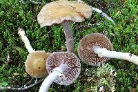 Cortinarius meleagris image