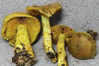 Dermocybe canaria image