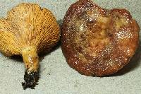 Lactarius tawai image