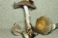 Cortinarius meleagris image