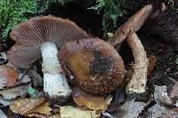 Cortinarius subcastanellus image