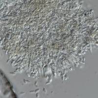 Acremonium charticola image