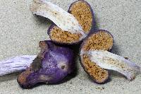 Cortinarius porphyroideus image