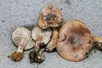 Tricholoma elegans image