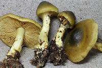 Dermocybe alienata image