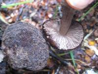 Pluteus similis image