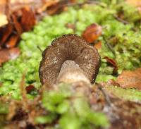 Pluteus similis image