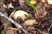 Cortinarius epiphaeus image