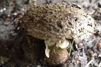 Amanita inopinata image