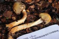 Cortinarius epiphaeus image