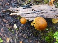 Pluteus pauperculus image