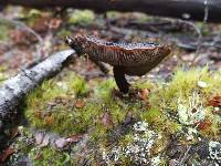 Pluteus concentricus image