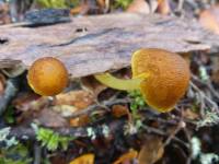 Pluteus pauperculus image