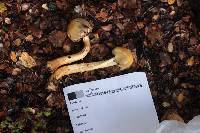 Cortinarius epiphaeus image