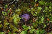 Cortinarius porphyroideus image