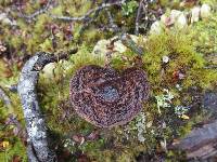 Pluteus concentricus image