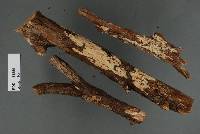 Vararia protrusa image