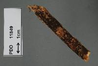 Vararia ellipsospora image