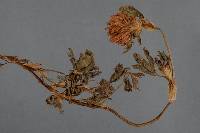 Botrytis anthophila image