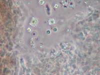 Stromatoscypha poriiformis image