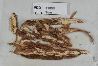 Vararia protrusa image