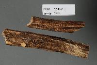 Flagelloscypha pseudopanax image