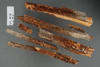 Image of Phlebia leptospermi