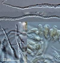 Flagelloscypha pseudopanax image