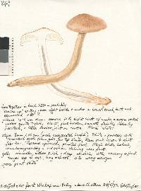 Tricholoma elegans image