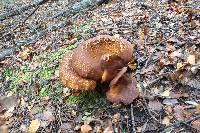 Austropaxillus mcnabbii image