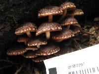 Hypholoma brunneum image