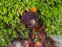 Calostoma rodwayi image