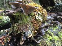 Pleurotus purpureo-olivaceus image