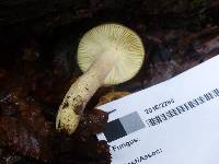 Russula atroviridis image