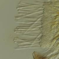 Lachnum brevipilosum image