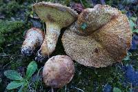 Suillus lakei image