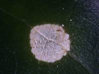 Myrothecium roridum image