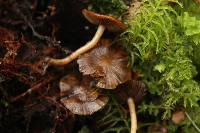 Psathyrella echinata image