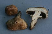 Agaricus bisporus image