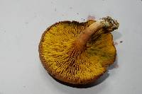 Phylloporus novae-zelandiae image