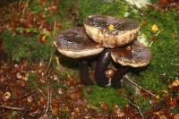 Tylopilus formosus image