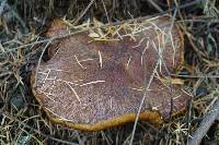 Suillus lakei image