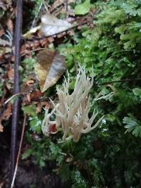 Clavulina cristata var. zealandica image