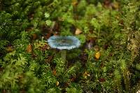 Cortinarius tessiae image