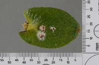 Lecanicillium lecanii image