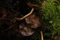 Psathyrella echinata image