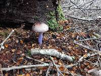 Cortinarius bellus image