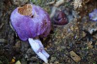 Cortinarius porphyroideus image