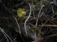 Macrotyphula defibulata image