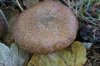 Suillus lakei image